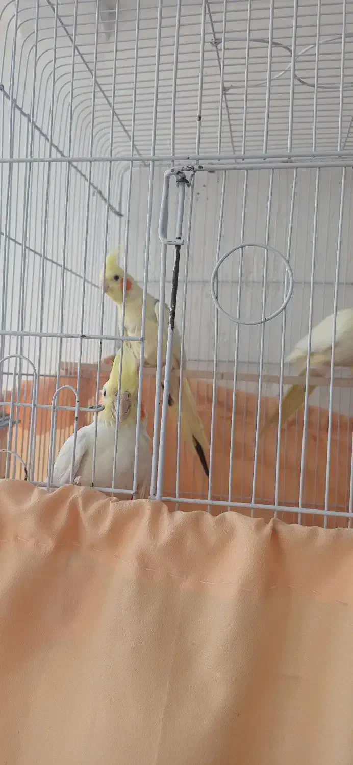 عروس هلندی|پرنده|اردبیل, |دیوار