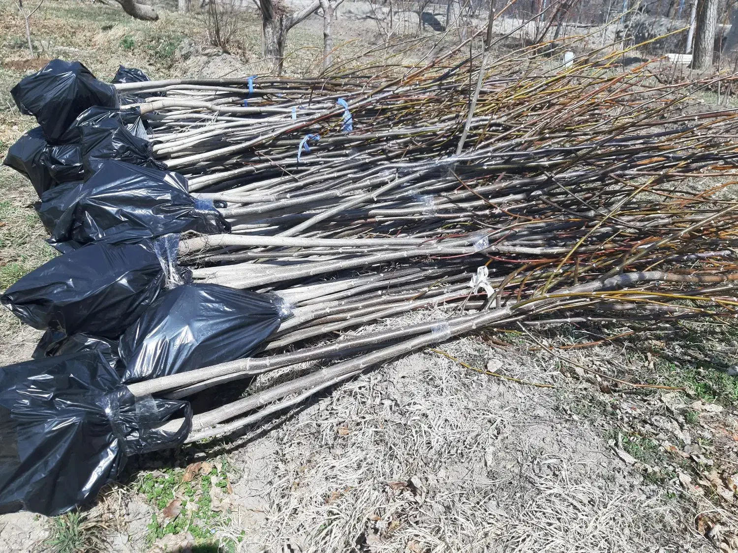 نهال گردو کاغذی ۴ ساله قیمت ۱۲۰ هزار تومان|خدمات باغبانی و درختکاری|صوفیان, |دیوار