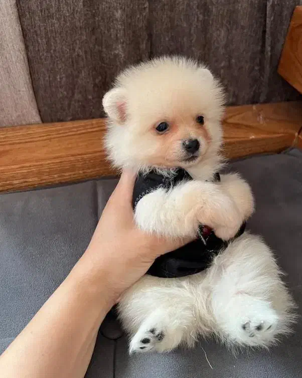 توله فسقلی|سگ|قشم, |دیوار