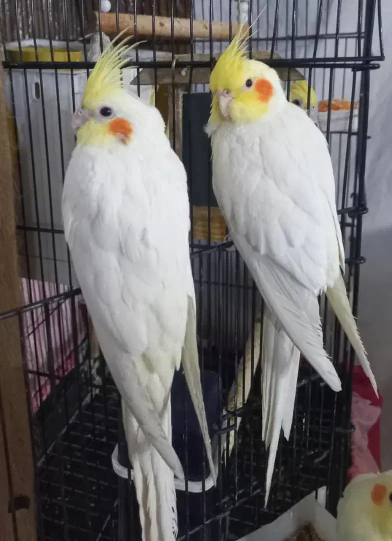 یک جفت عروس هلندی ۳ماهه|پرنده|شاهینشهر, سعدی جنوبی|دیوار