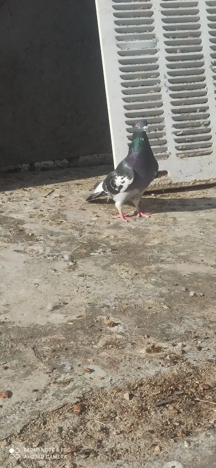 کبوتر|پرنده|زاهدان, |دیوار