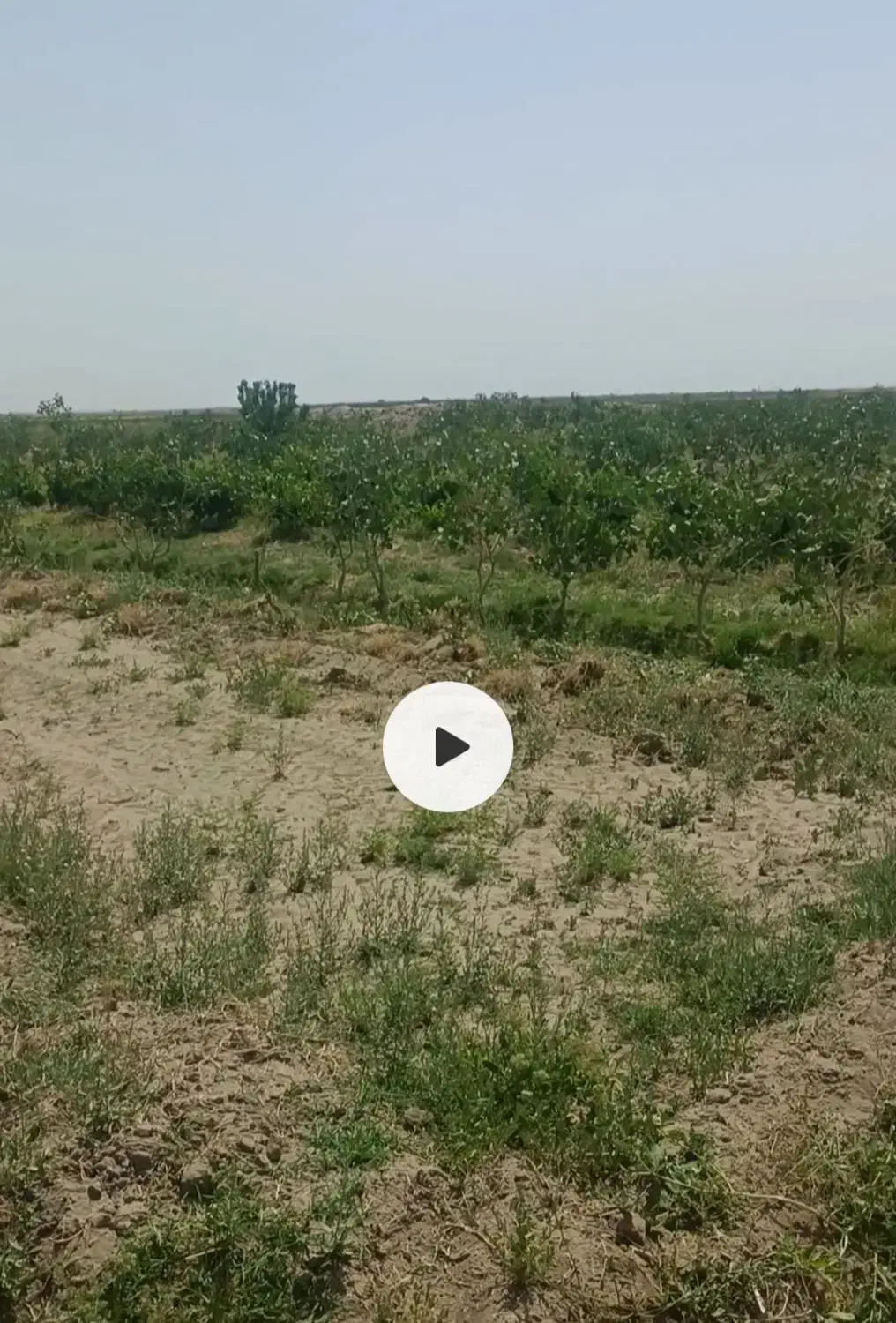 2ساعت آب و باغ پسته|فروش دفتر صنعتی، کشاورزی، تجاری|انابد, |دیوار