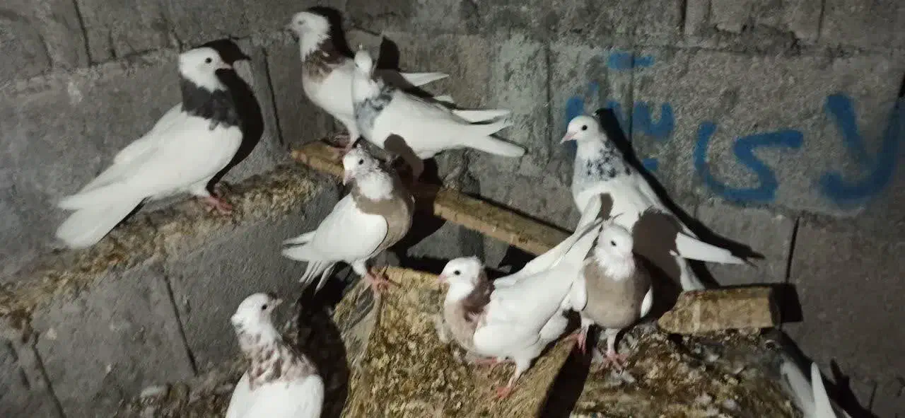 کبوتر طوقی قیمت 450الی 550|حیوانات مزرعه|خورموج, |دیوار