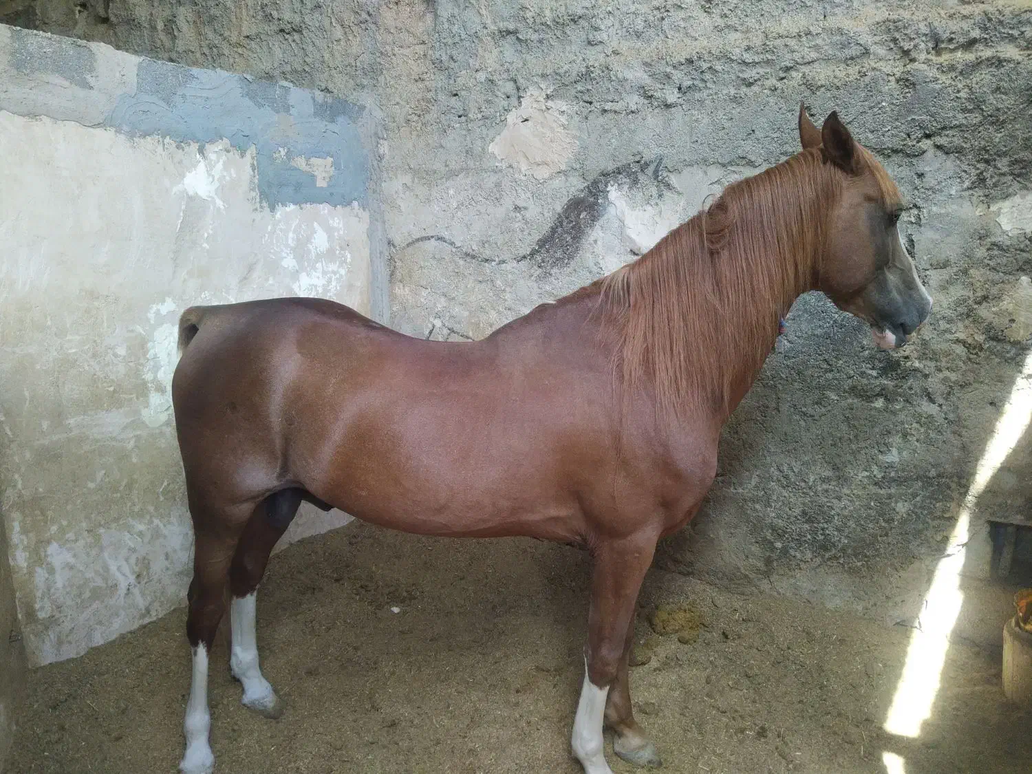 فروش تعدادی اسب از همه نژاد ها|اسب و تجهیزات اسب‌سواری|تهران, انبار نفت|دیوار