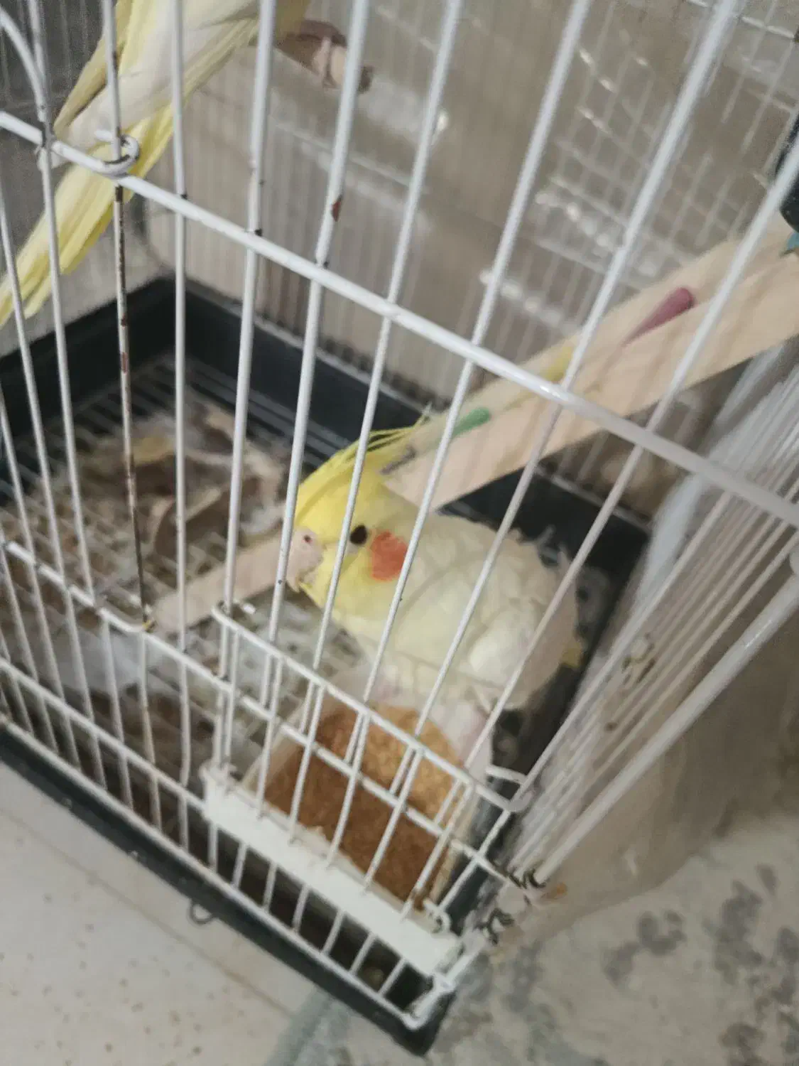 فروشی دو تا عروس هلندی نر و ماده دستی 7ماهه|پرنده|قوچان, |دیوار