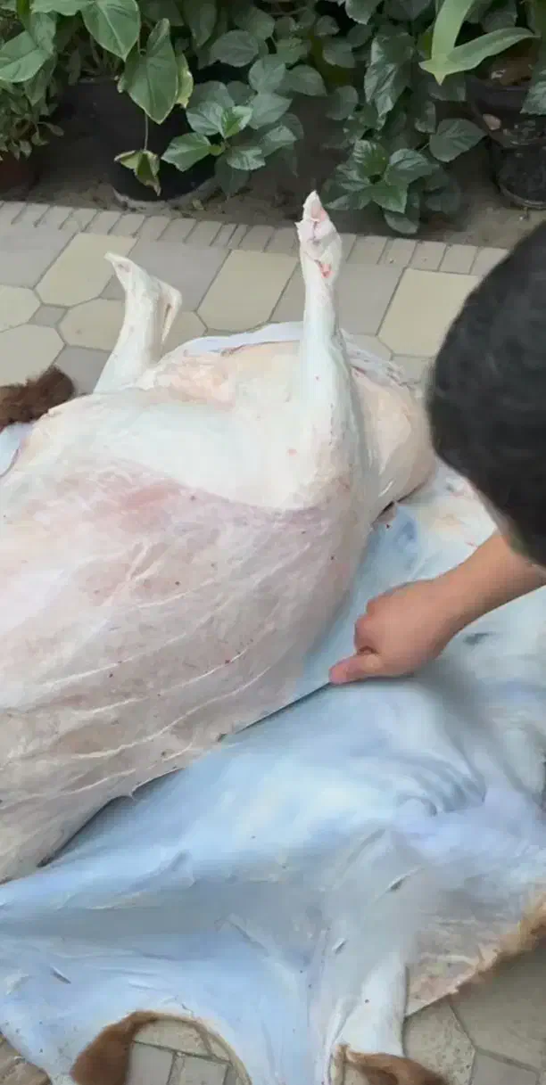 قصاب ماهر گوسفند در محل|خدمات پذیرایی، مراسم|همدان, |دیوار