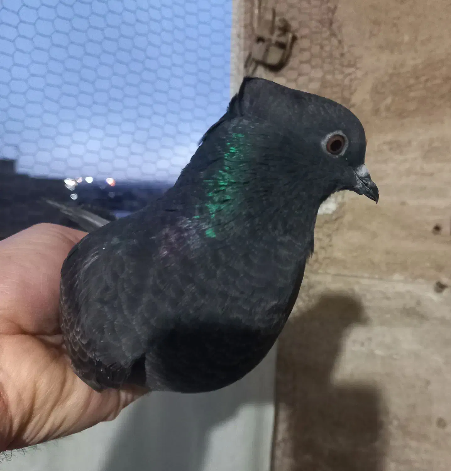 کبوتر پرشی|پرنده|تهران, امام زاده عبدالله|دیوار