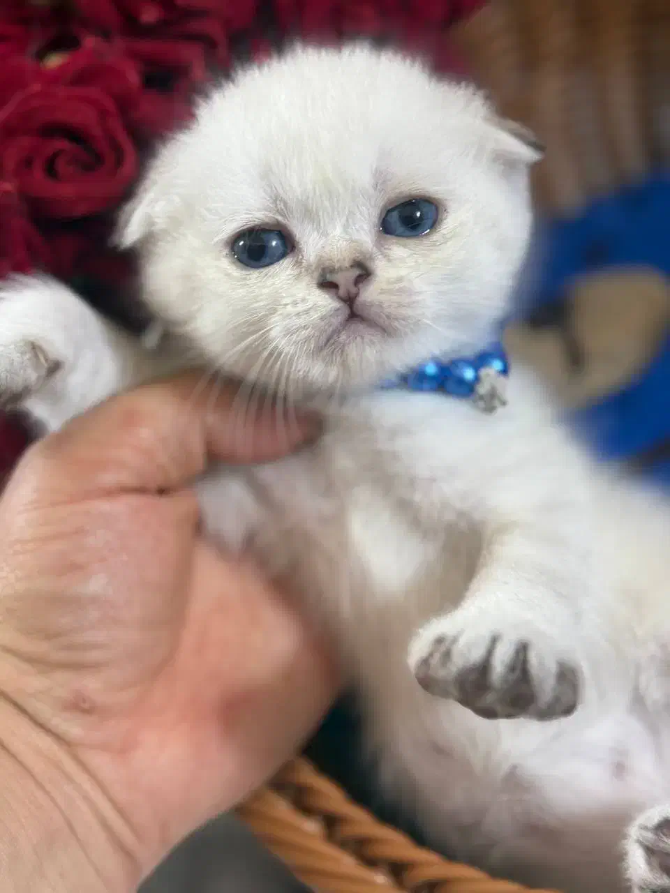 گربه اسکاتیش|گربه|گرگان, |دیوار