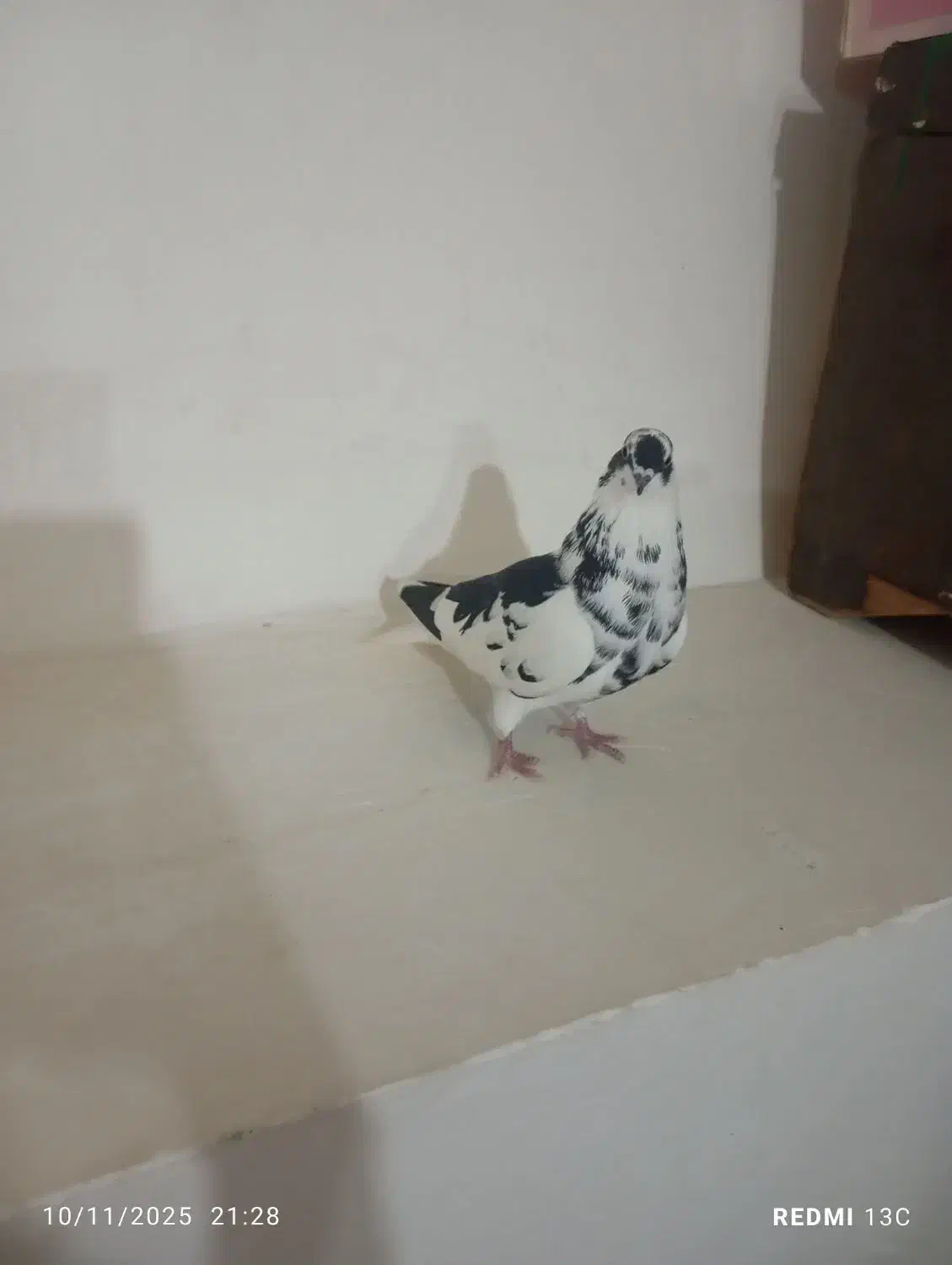 کبوتر ساعتی|پرنده|اهر, |دیوار