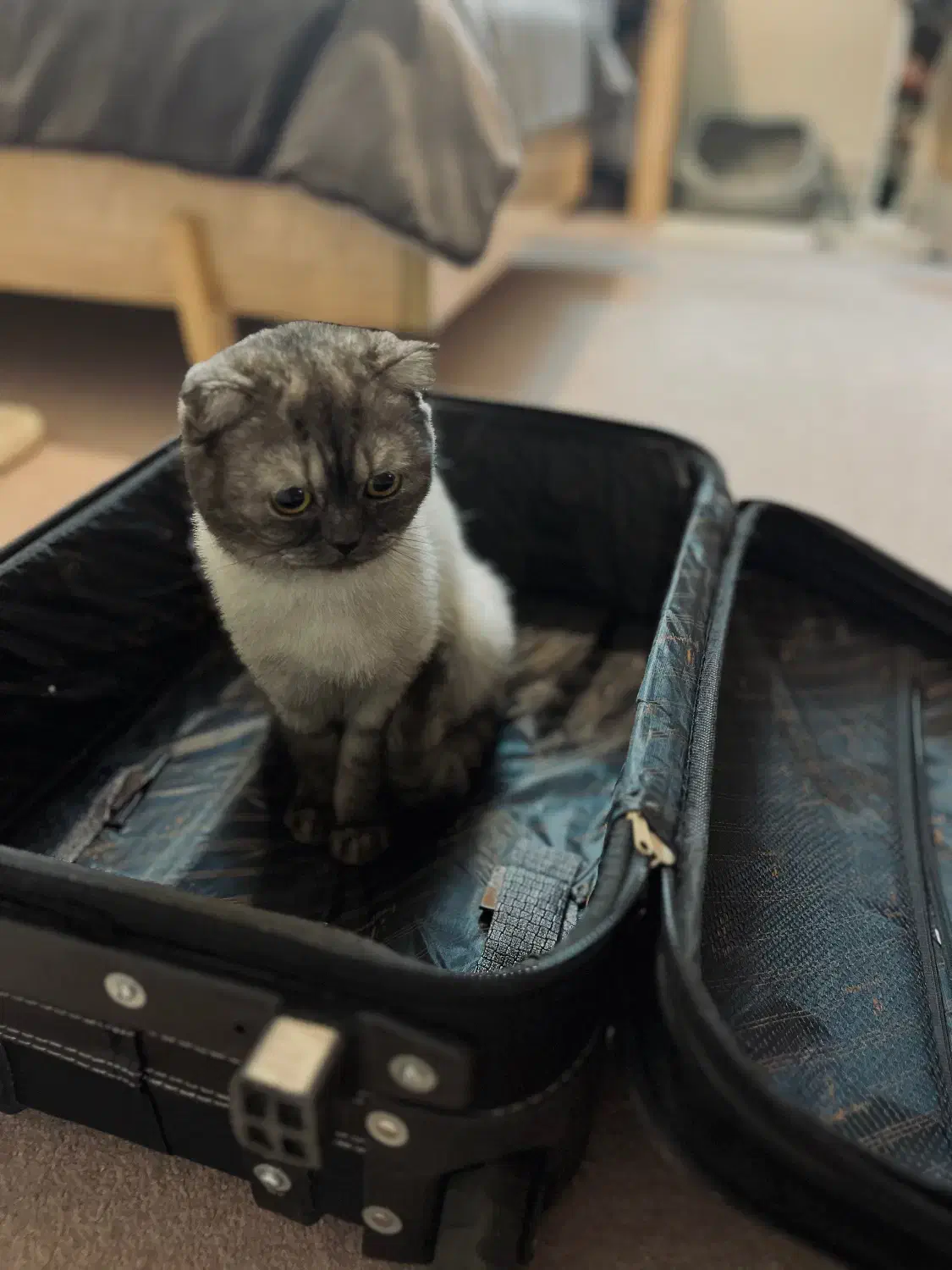 اسکاتیش فولد دختر، آماده جفت‌گیری|گربه|اصفهان, سپاهان‌شهر|دیوار