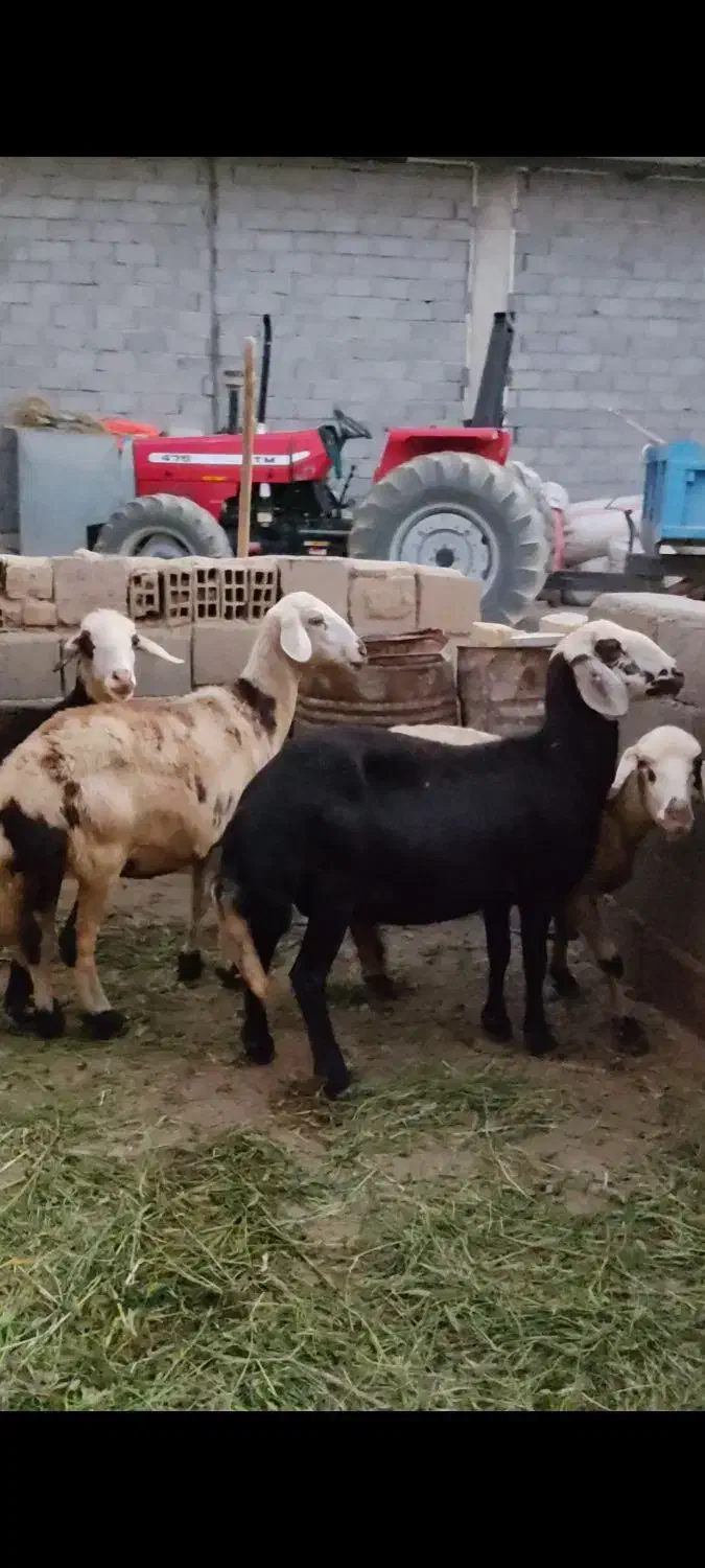 فروش چهارراس میش یک راس نربز|حیوانات مزرعه|زند, |دیوار