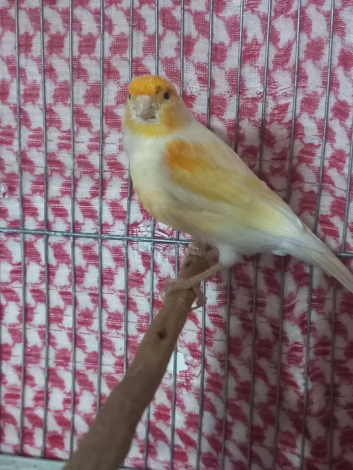 قناری نر|پرنده|نهاوند, |دیوار