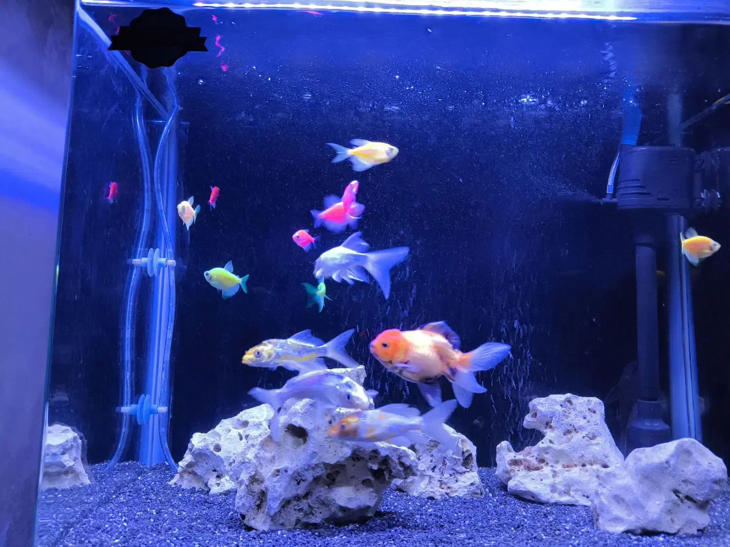 ماهی|ماهی|اصفهان, ملکشهر|دیوار