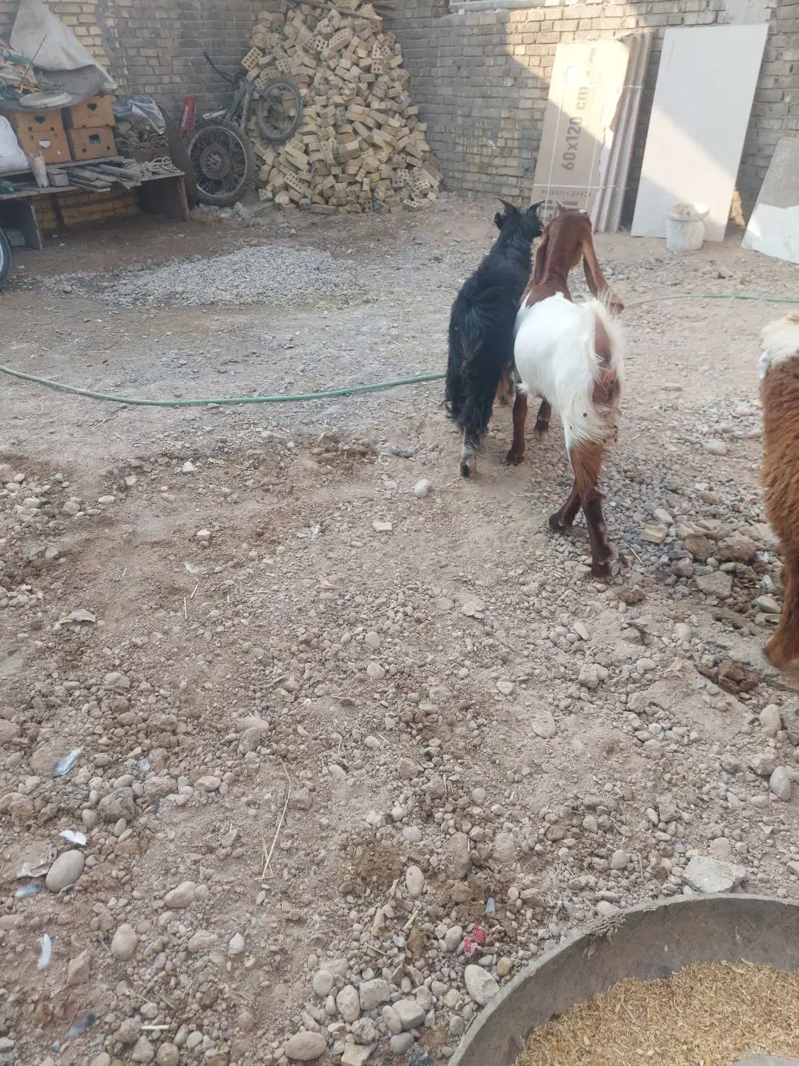 دوتا بز|حیوانات مزرعه|اهواز, کوی مندلی(سه راه خرمشهر)|دیوار