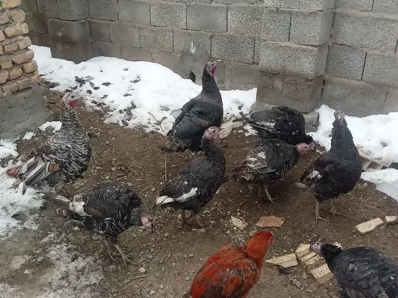 بوقلمون|حیوانات مزرعه|سیلوانه, |دیوار