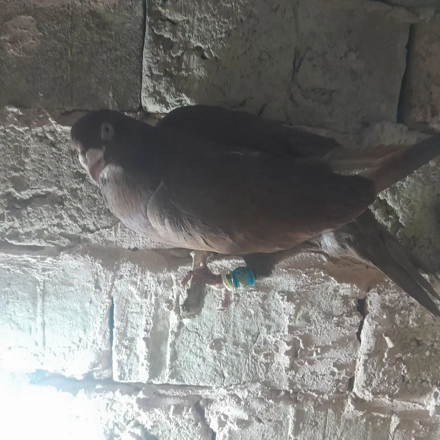 3 عدد سرخ|پرنده|سبزوار, شرق کال جنوبی (شمس آبادی)|دیوار