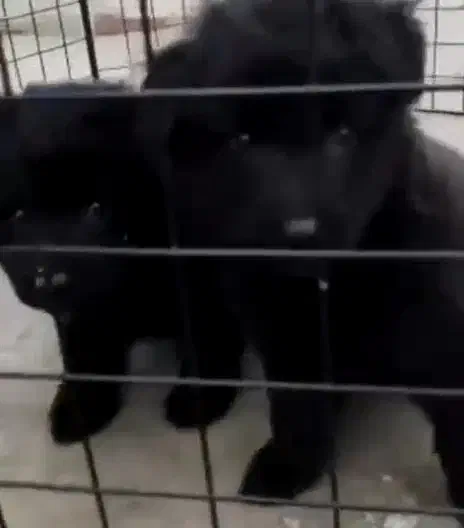 دوتا طوله بلک|سگ|دماوند, دماوند|دیوار