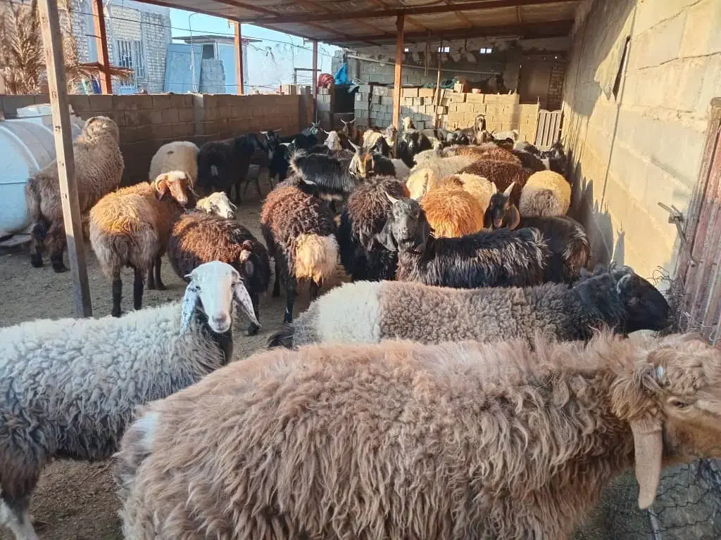 فروشی|حیوانات مزرعه|سروستان, |دیوار