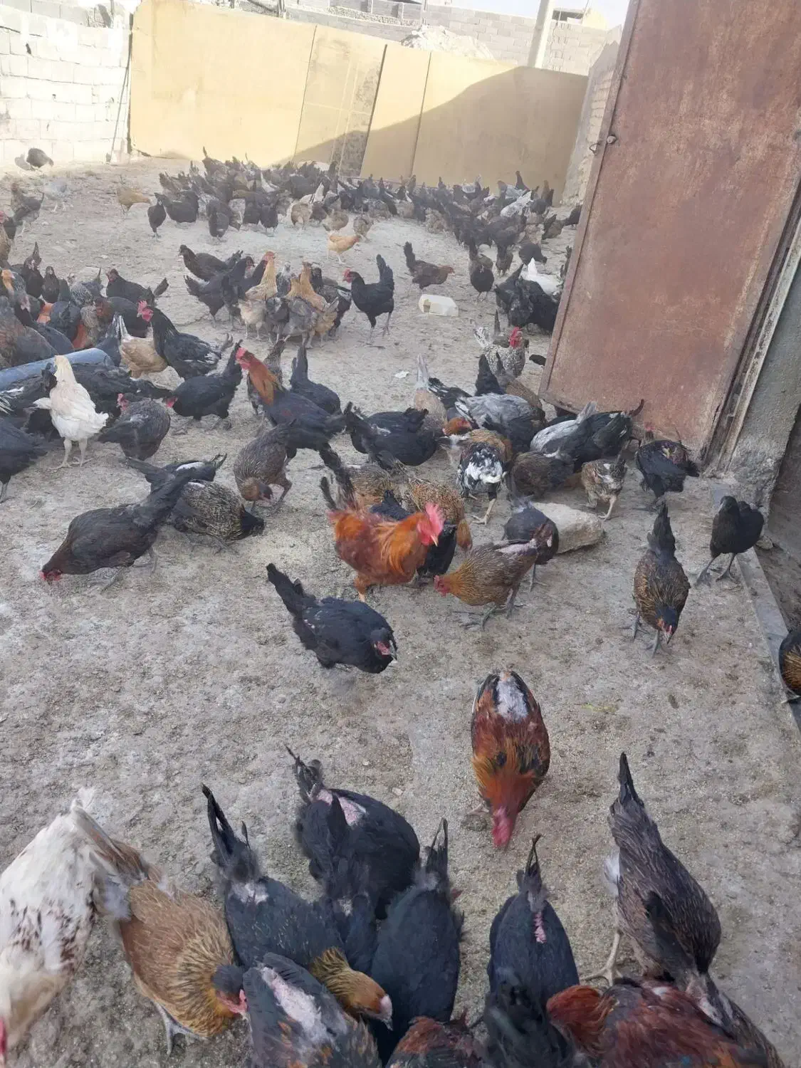 فروش مرغ محلی تخم گذار|حیوانات مزرعه|قم, شهرک مهدیه (مدرس)|دیوار