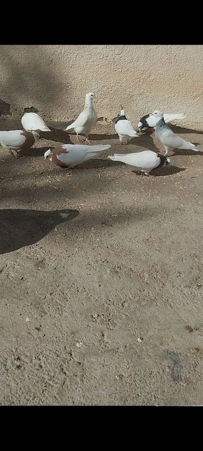 کبوتر طوقی|پرنده|اسفرورین, |دیوار