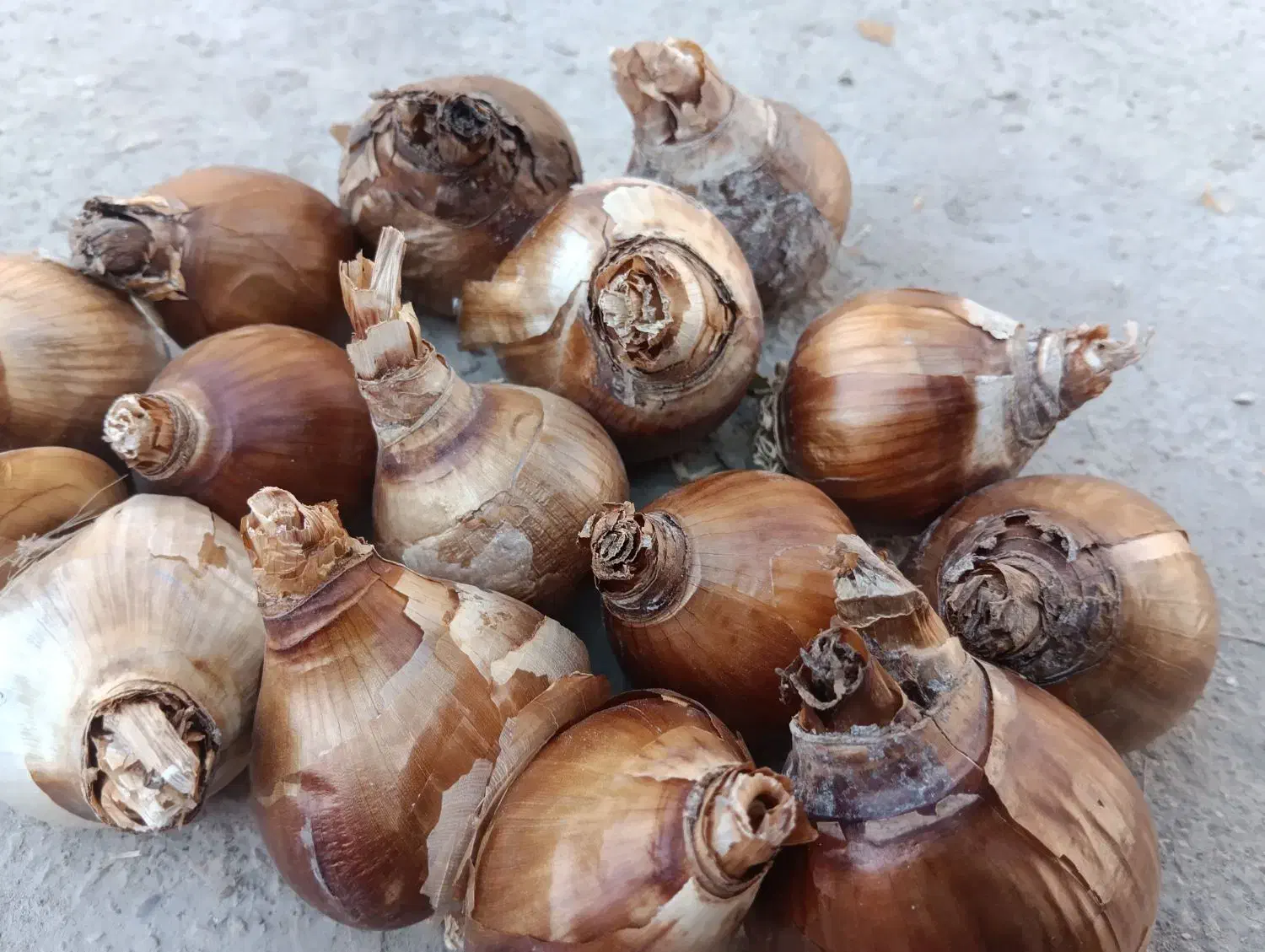 پیاز نرگس شهلا...وپرپر دونه ای 2300 حراج.کوچک1500|خدمات باغبانی و درختکاری|بهبهان, |دیوار