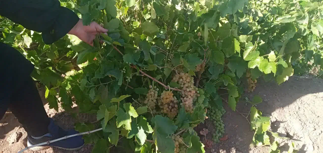 باغ سه هکتاری   نصف باغ انگور و نصف باغ میوه|فروش زمین و ملک کلنگی|باروق, |دیوار