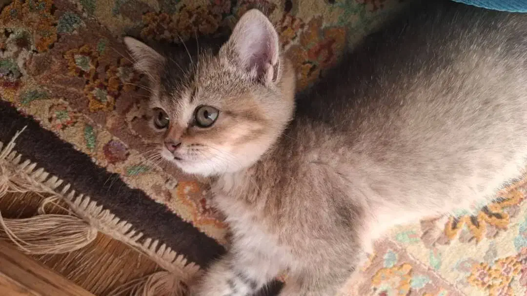 گربه های خیلی ناز|گربه|یزد, |دیوار