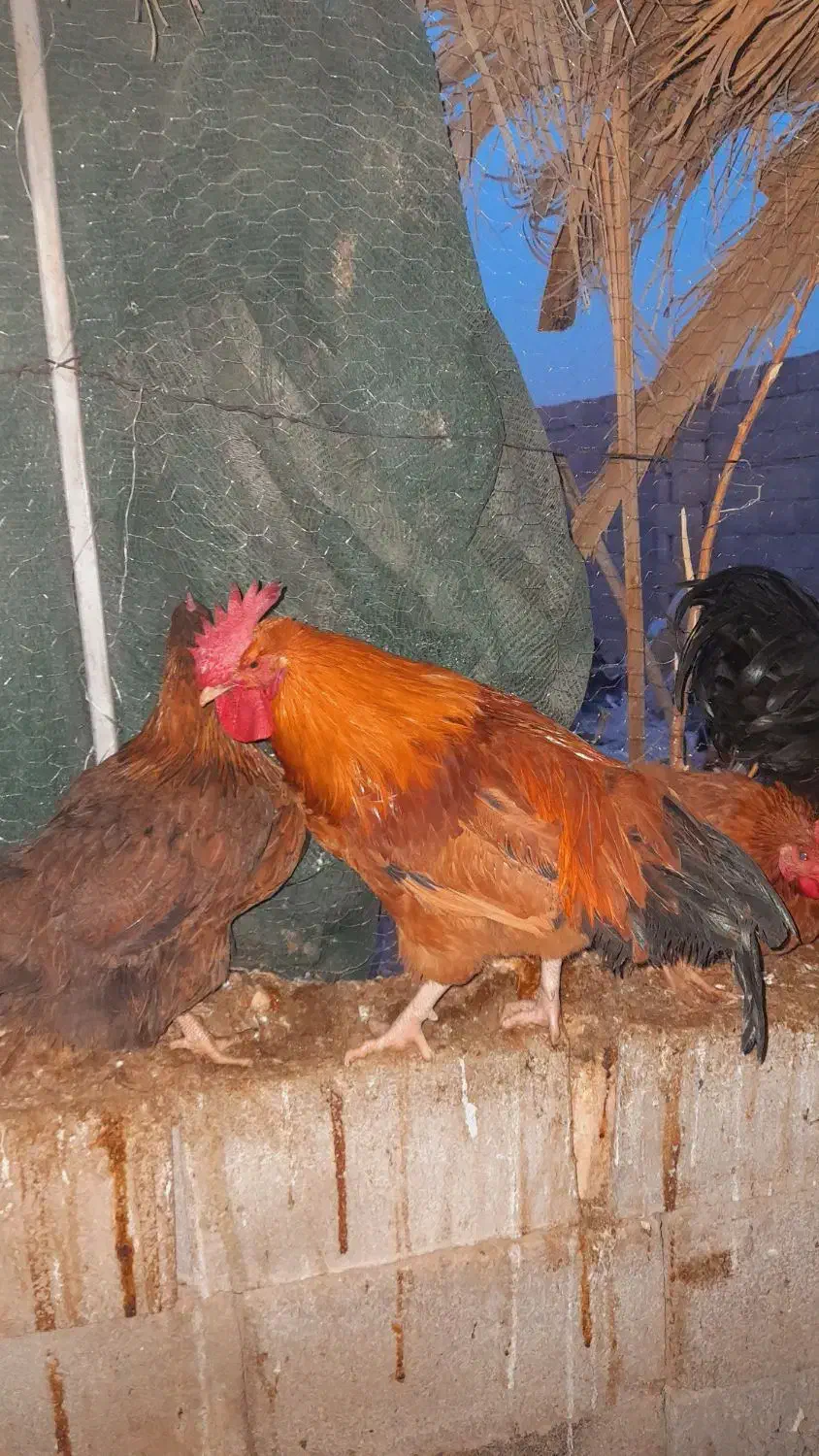 یک عدد خروس|پرنده|طبس, |دیوار