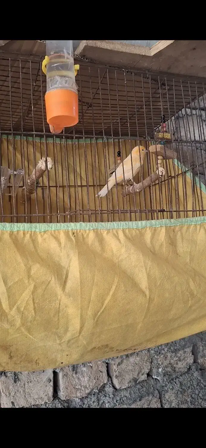 یک عدد قناری سرامیکی مست جوانه|پرنده|گرگان, |دیوار