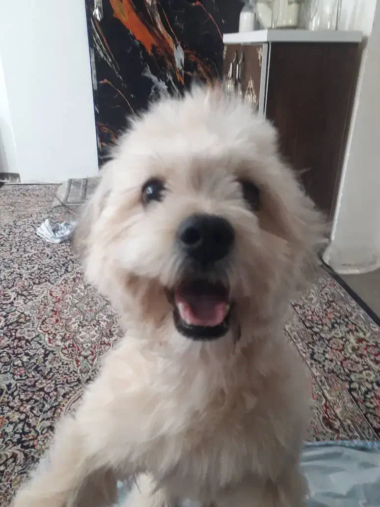 پودل مالتیز 11ماهه قیمت ۱ ملییون|سگ|پیشوا, |دیوار