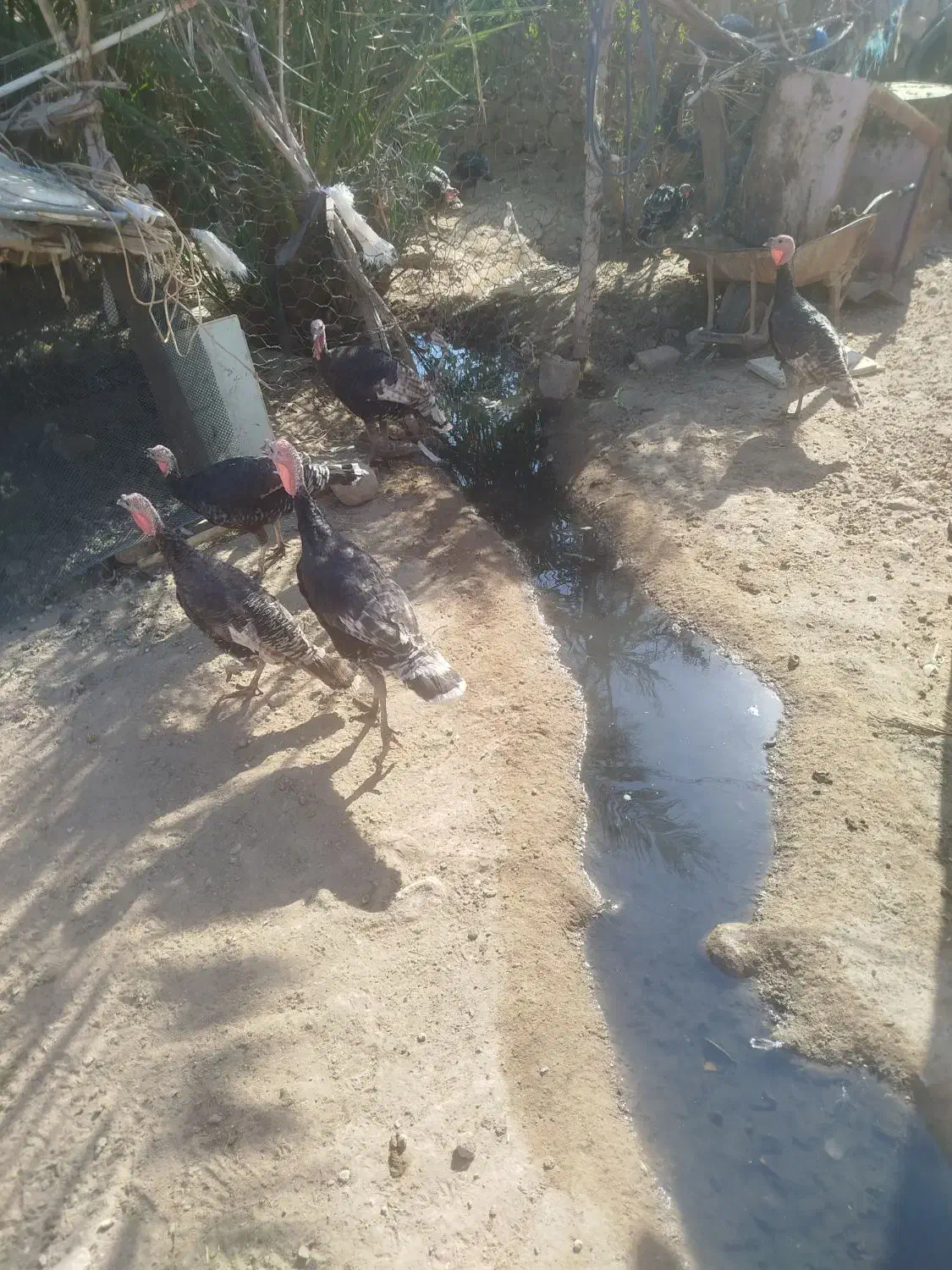 20 عدد بوقلمون که بیشترشان نر هستند|حیوانات مزرعه|خاش, |دیوار