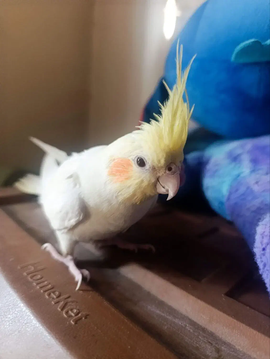 عروس هلندی لوتینو|پرنده|زابل, |دیوار