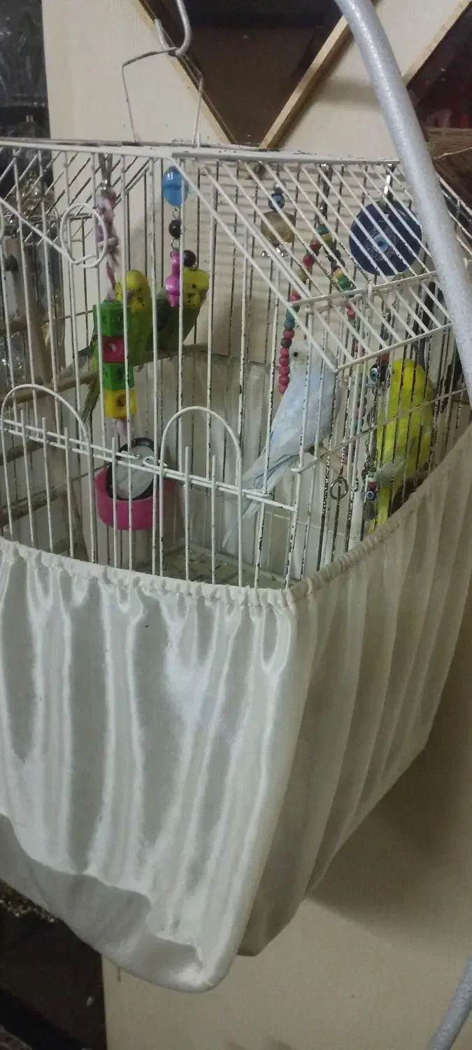 مرغ عشق|پرنده|ری, شهادت|دیوار