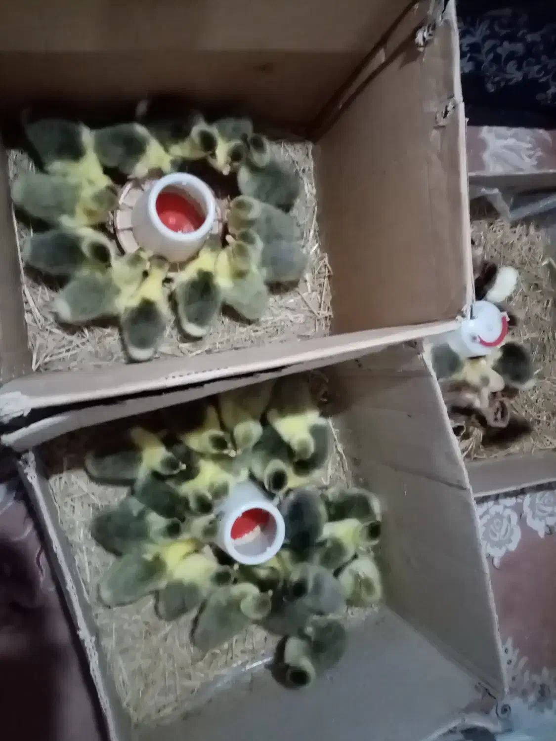 فروش جوجه غاز 7الی 10 روزه، وتخم غاز و. ‌.. شریکی|حیوانات مزرعه|قائم‌شهر, |دیوار