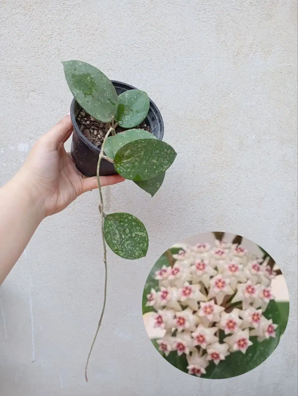 انواع هویا با عکس گلدهی|گل و گیاه طبیعی|مشهد, نیزه|دیوار