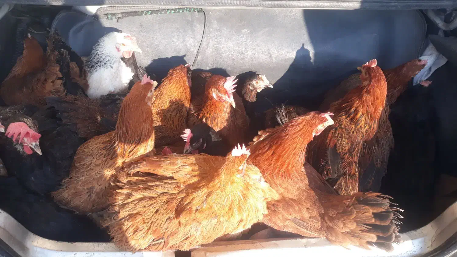 مرغ  روستای  خوب و درجه یک تخم گزار|حیوانات مزرعه|زیویه, |دیوار