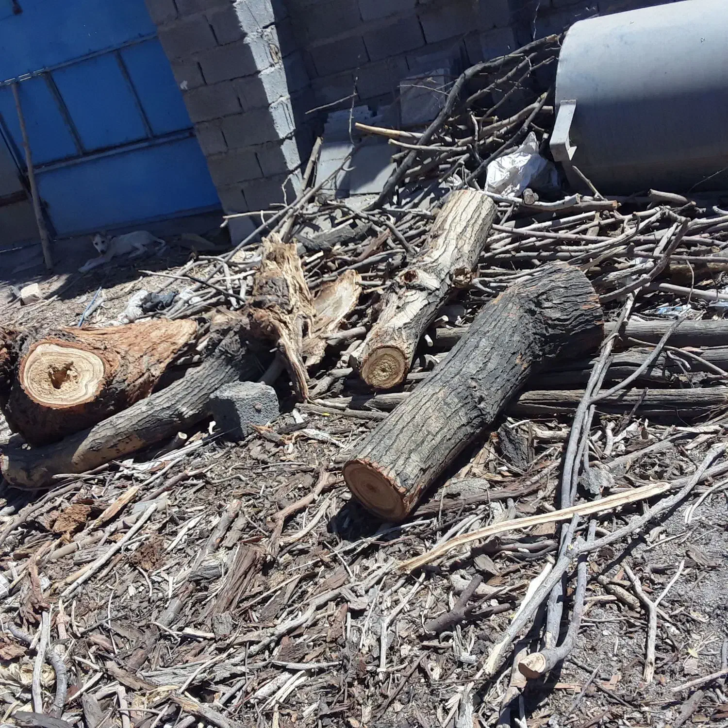 خرید چوب|خدمات باغبانی و درختکاری|کرمان, |دیوار