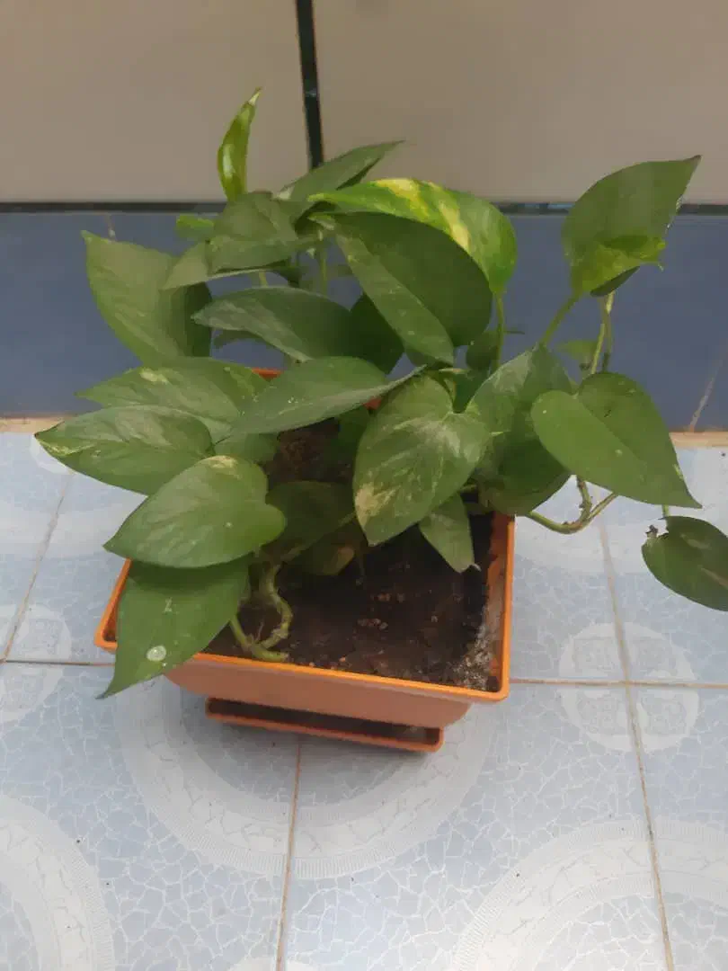 تعدادی گل طبیعی|گل و گیاه طبیعی|یاسوج, |دیوار