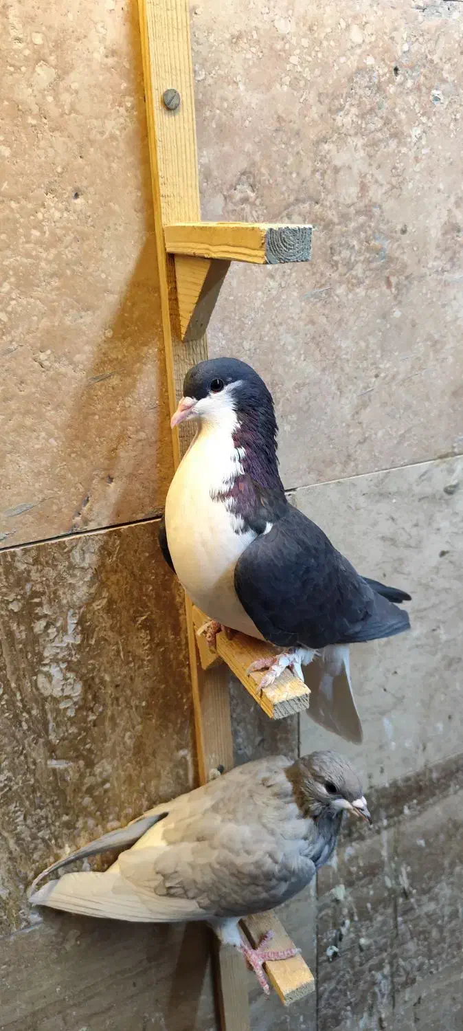 کبوتر شهری|پرنده|نی‌ریز, |دیوار