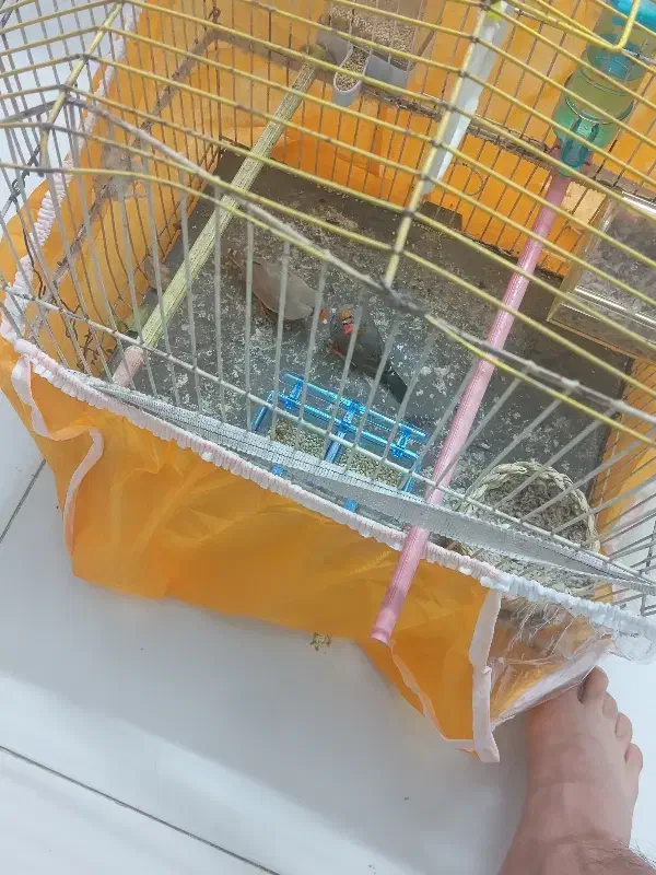 یک جفت فنچ بدون لوازم|پرنده|مشهد, حضرت حجت|دیوار