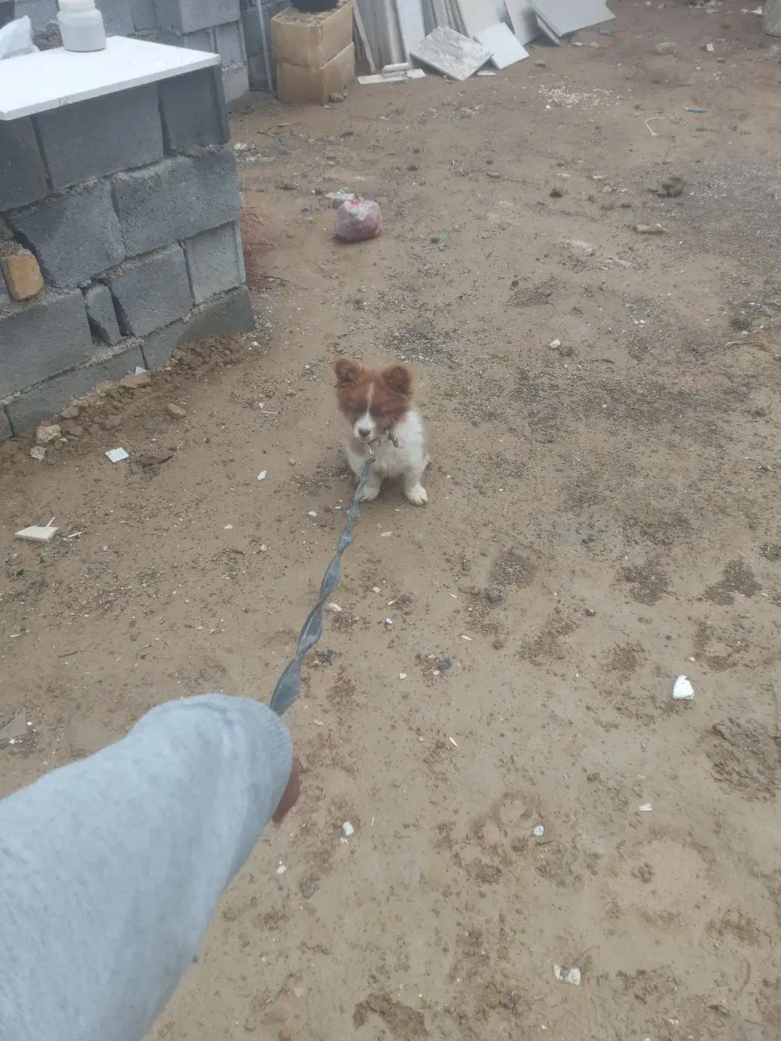 این سگ دزدیده شده|سگ|گلپایگان, |دیوار