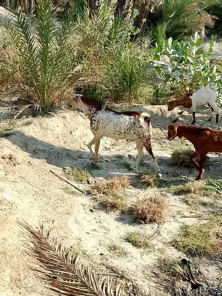 فروش نری|حیوانات مزرعه|فین, |دیوار