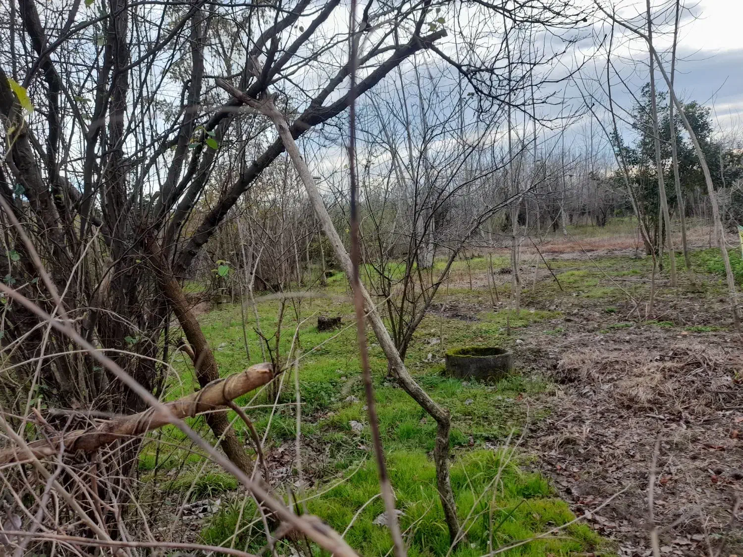 زمین مسکونی تک برگ سند|فروش زمین و ملک کلنگی|رودبنه, |دیوار