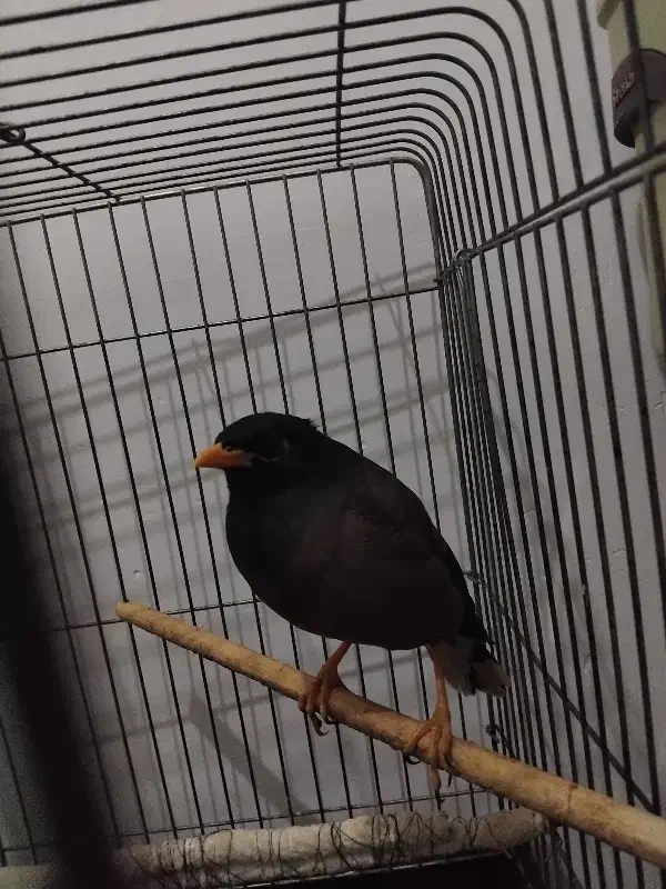 مرغ مینا|پرنده|قلعه نو, |دیوار