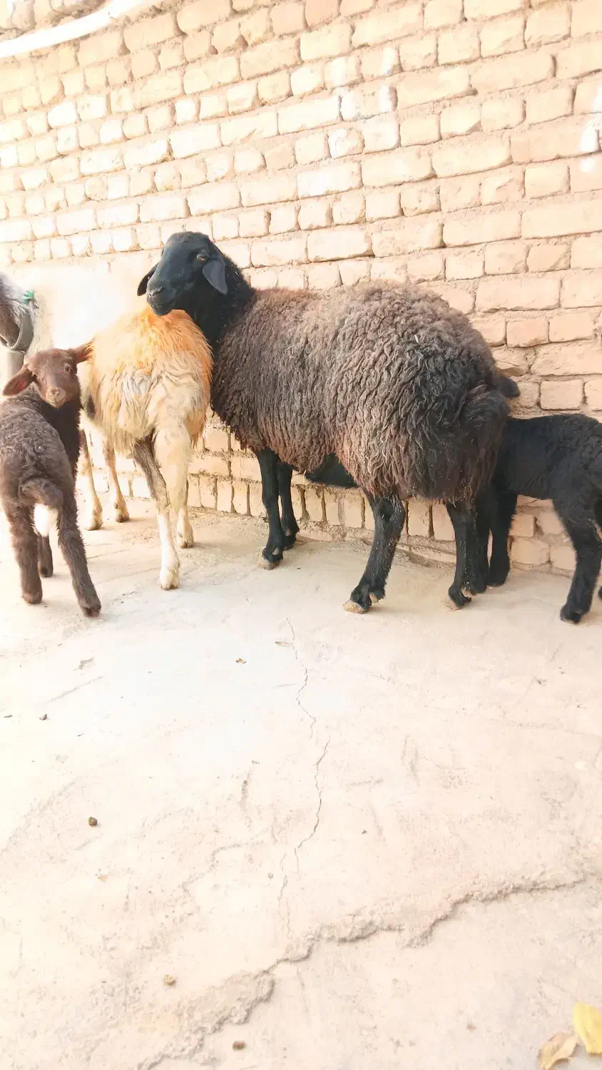 یه جفت میش زاییده(شیشک)بره ها شیرمست درجه ۱|حیوانات مزرعه|داران, |دیوار