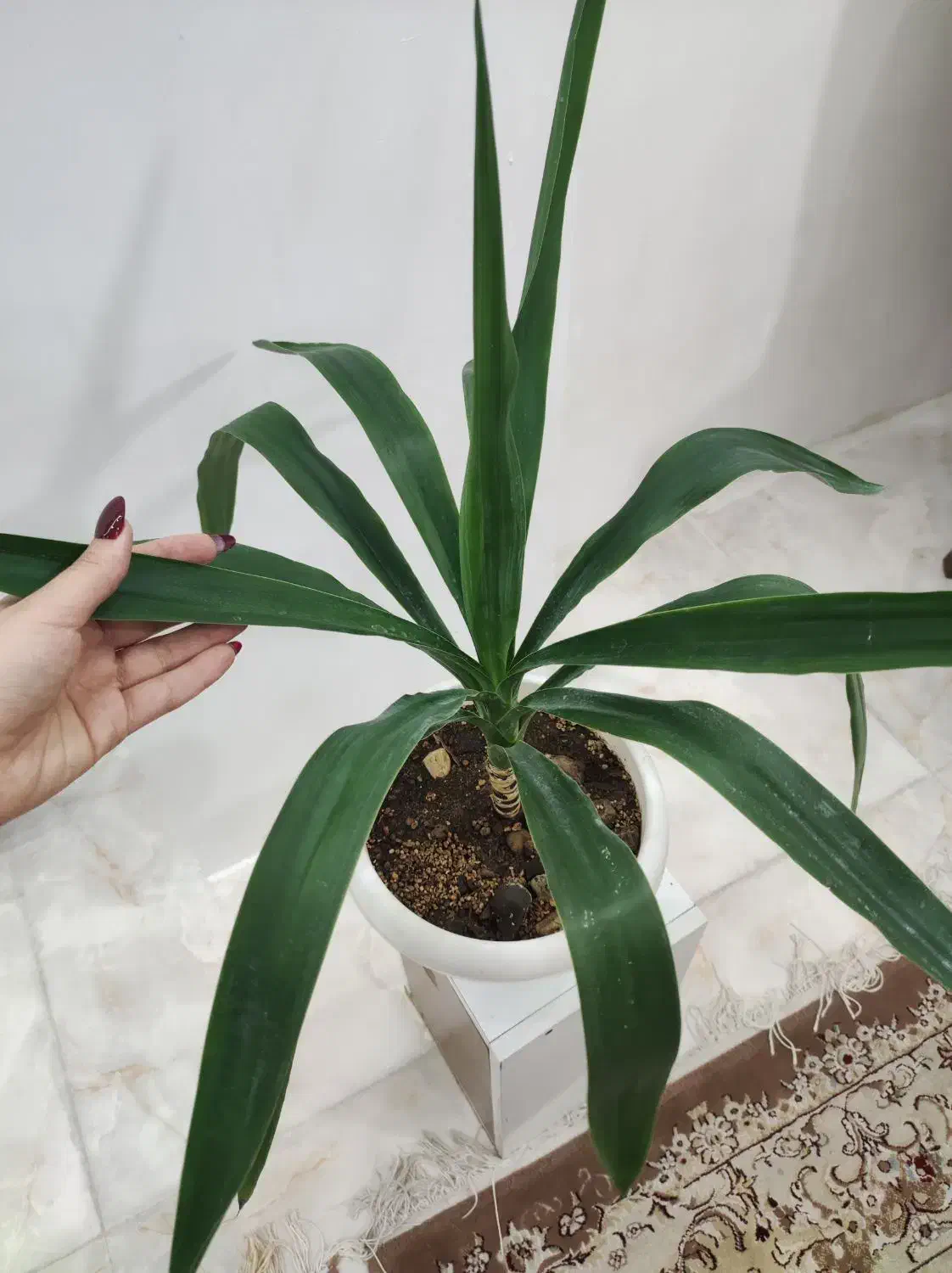 گیاه یوکا|گل و گیاه طبیعی|قزوین, |دیوار