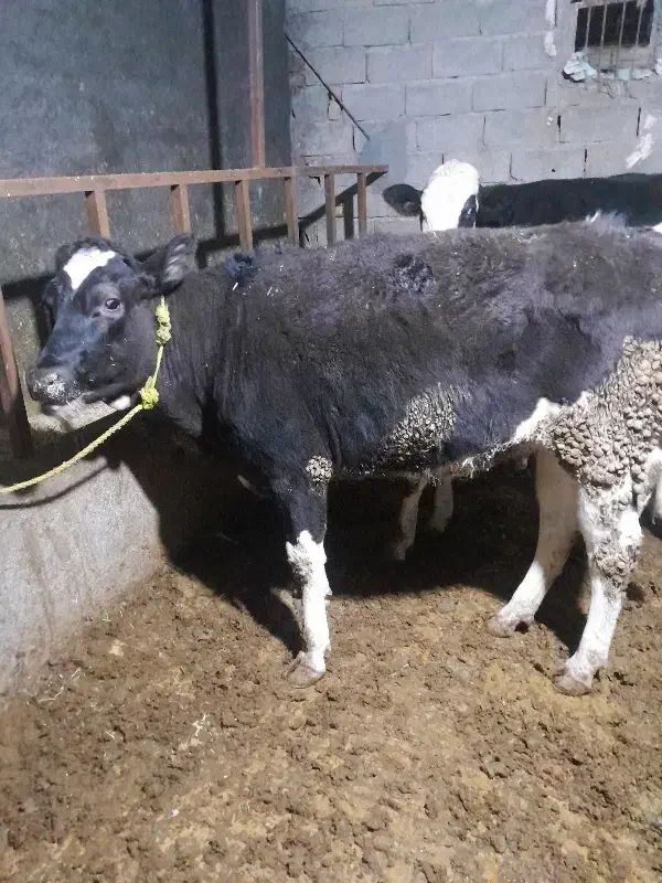 سه راس گوساله|حیوانات مزرعه|قیدار, |دیوار