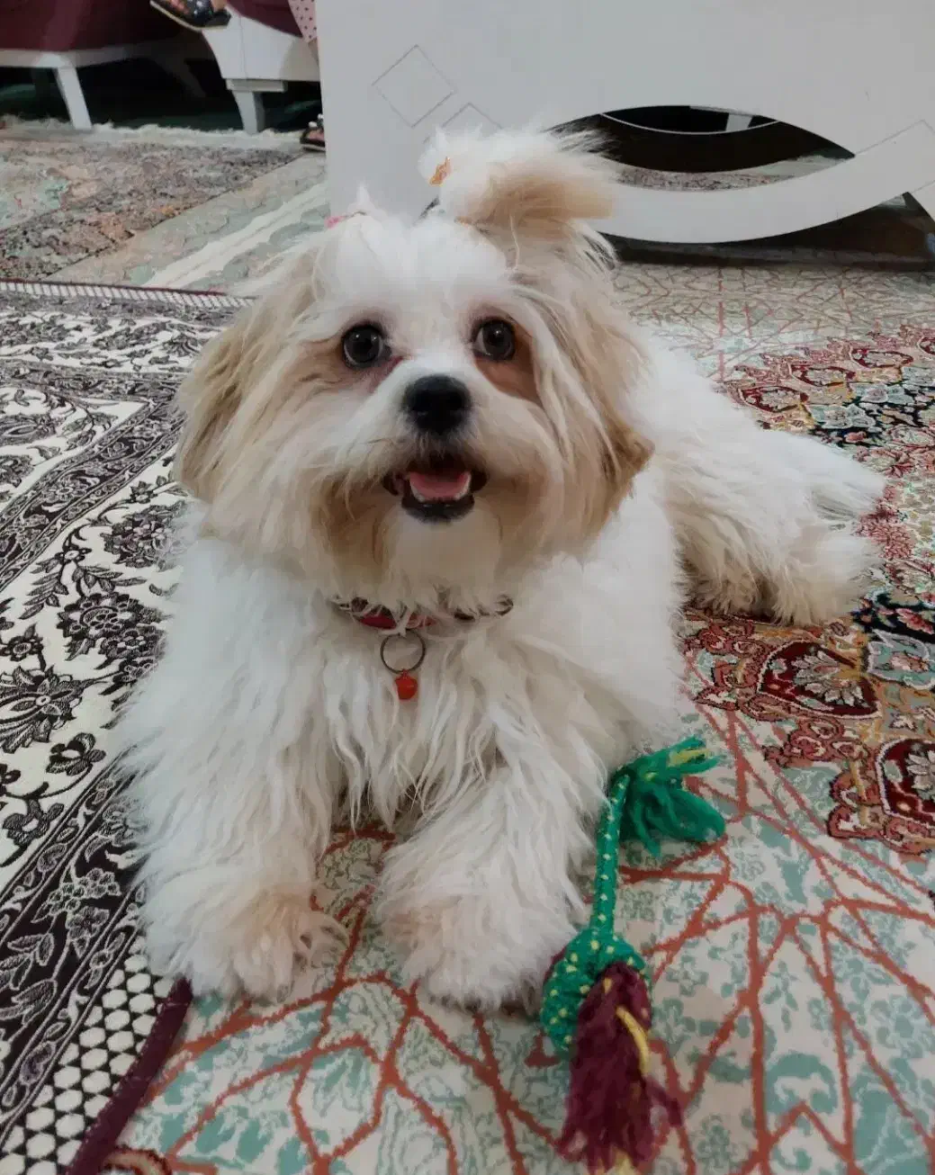 هر کسی سگ داره میخواد واگذار کنه پیام بده|سگ|اهواز, کمپلو جنوبی|دیوار