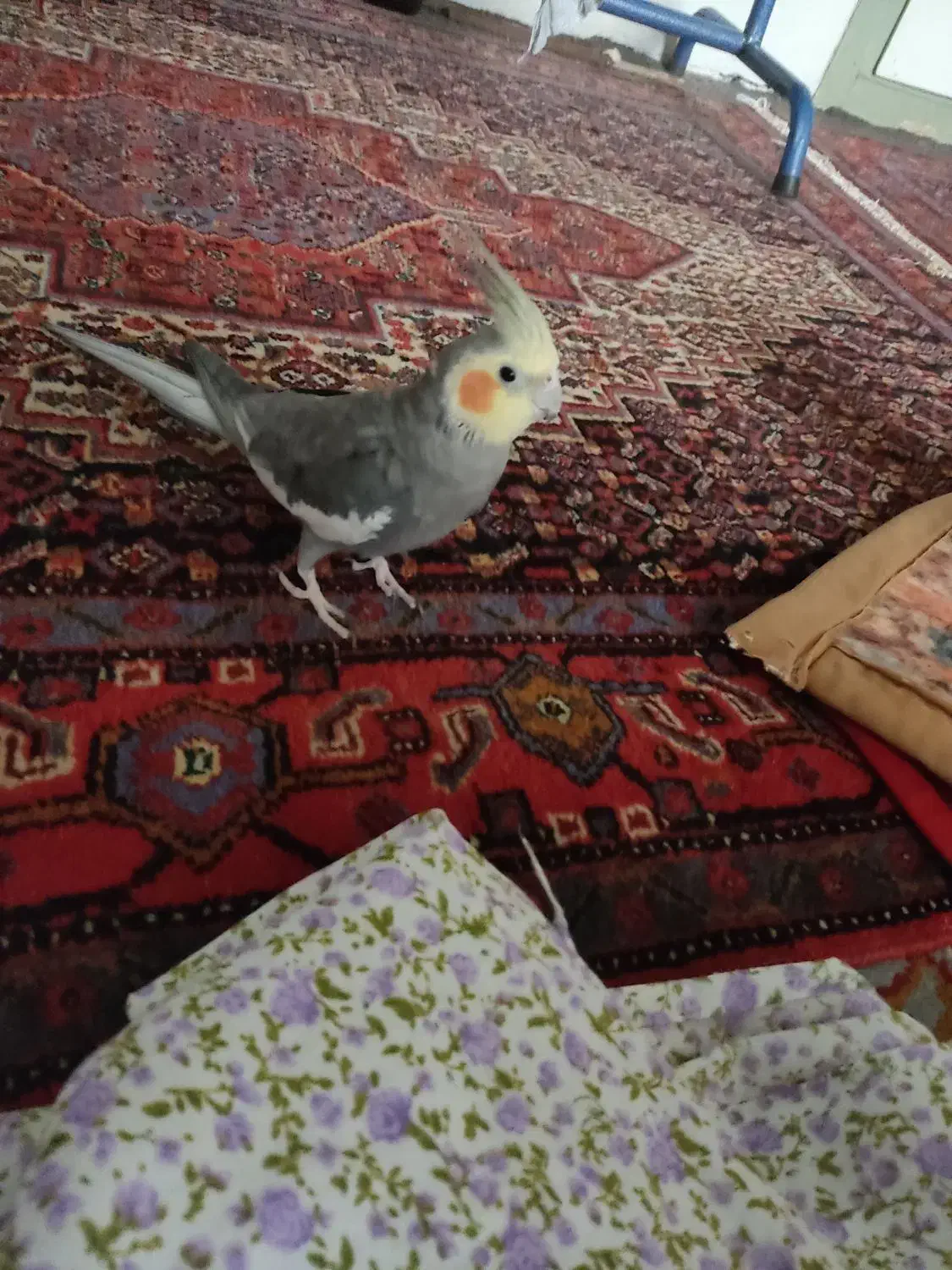 عروس هلندی|پرنده|سنندج, |دیوار