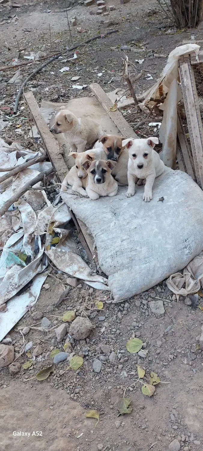 پاکوتاگوش اسبی|سگ|نیشابور, مازول|دیوار